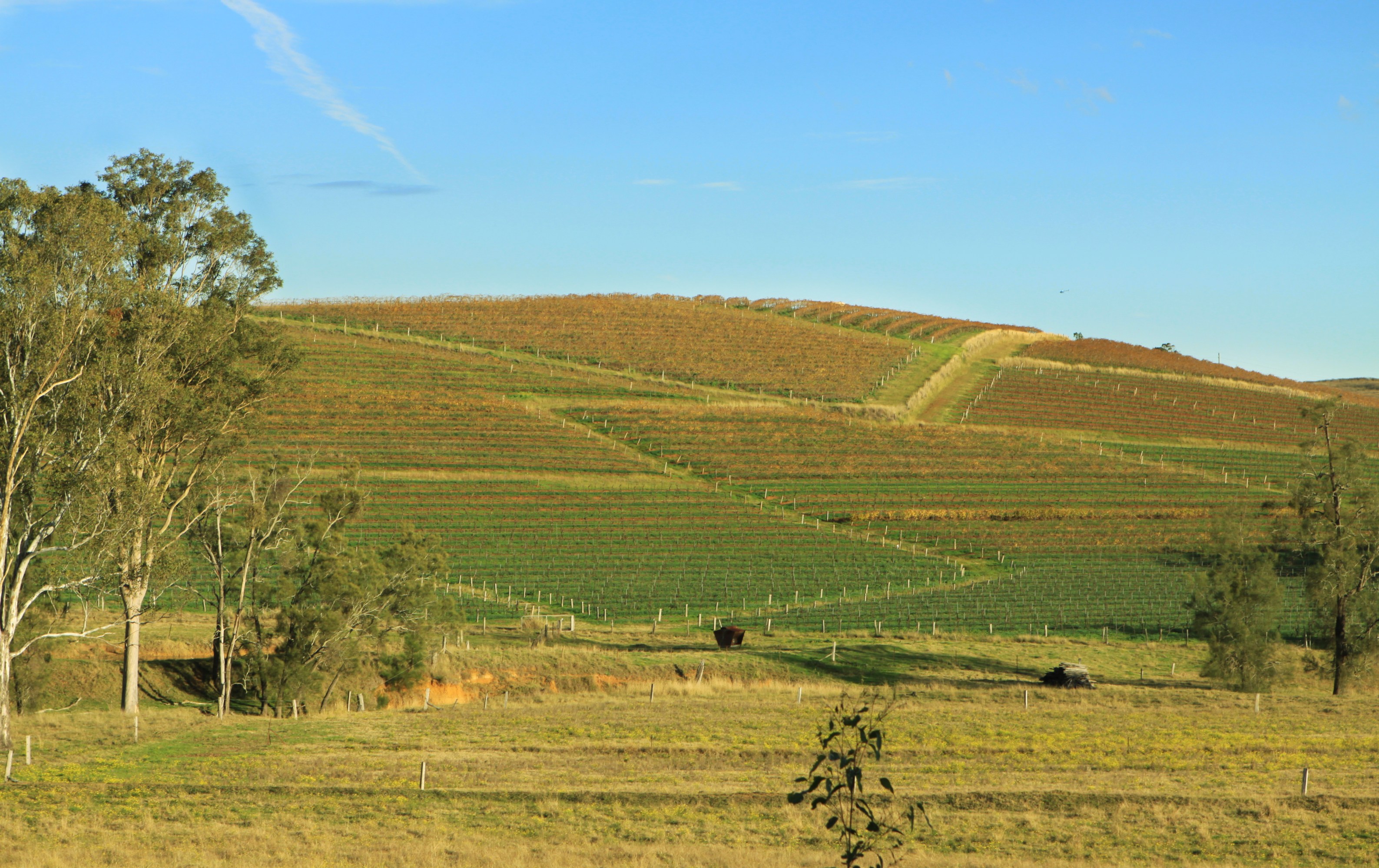 The landscape in Hunter Valley.