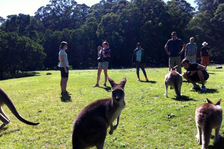 A few kangaroos a the Jenolan Caves