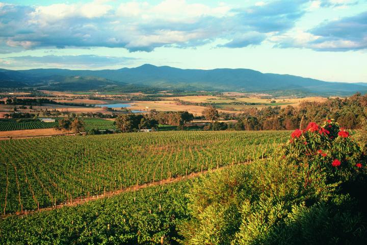 A gorgeous overview of a vineyard at Visions of Victoria.