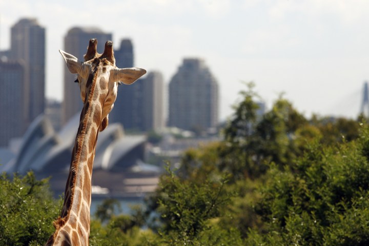A giraffe looking over the trees at Taronga Zoo.